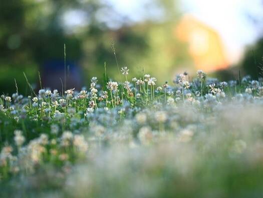 Terrain constructible viabilisé à vendre 34 800 € 1 003 m² de terrain Magny-Cours 58470