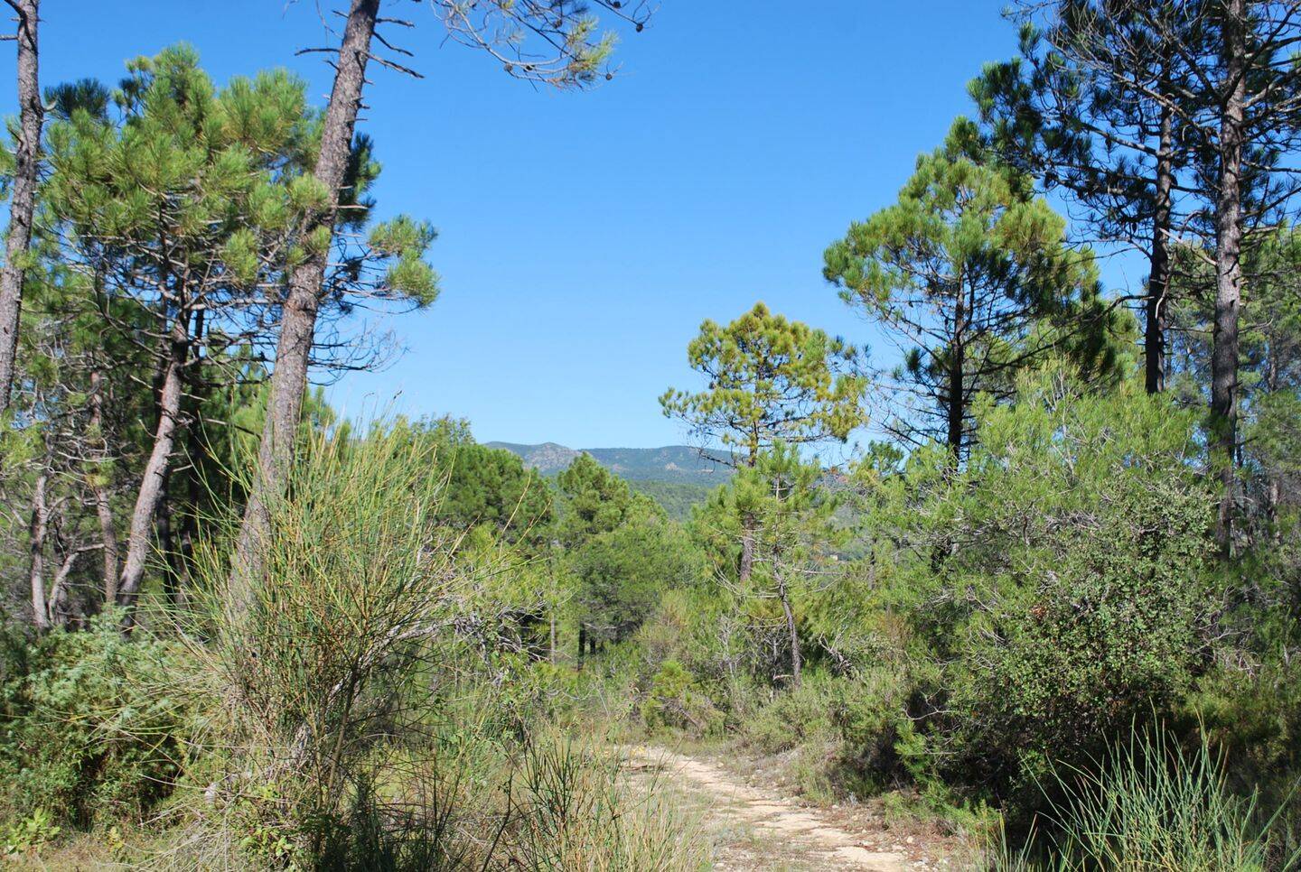 Terrain de 943 m² à Salernes - photo 2