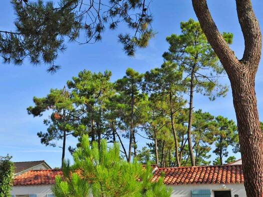 Maison à louer 618 € 2 pièces 1 chambre 30 m² 30 m² de terrain Longeville-sur-Mer 85560