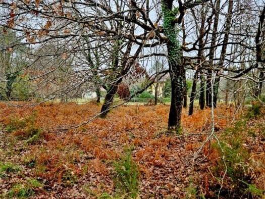 Terrain à vendre 26 500 € 2 050 m² de terrain Saint-Julien-en-Born 40170