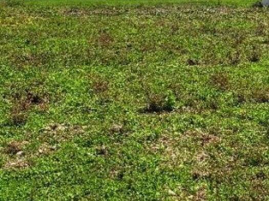 Terrain constructible à vendre 120 244 € 715 m² de terrain Thairé 17290