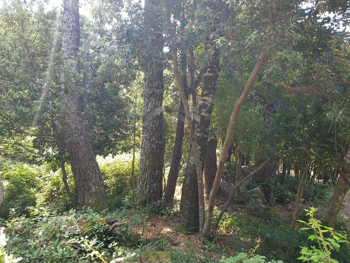 Terrain de 495 m² à Porto-Vecchio - photo 2