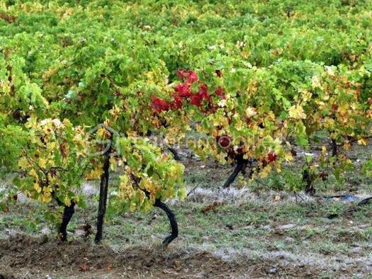 Terrain à vendre 198 000 € 149 746 m² de terrain Rieux-Minervois 11160