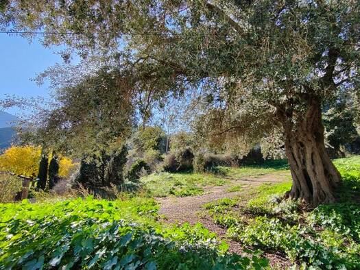 Terrain constructible à vendre 130 000 € 567 m² de terrain Moncale 20214