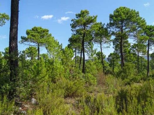 Terrain à vendre 19 000 € 6 100 m² de terrain Lanton 33148