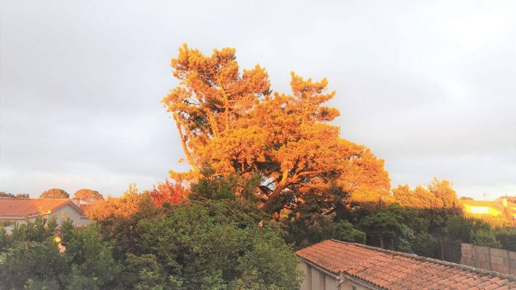 Appartement à louer - logement étudiant 620 € 2 pièces 1 chambre 30 m² 1er étage L'Île-d'Olonne 85340