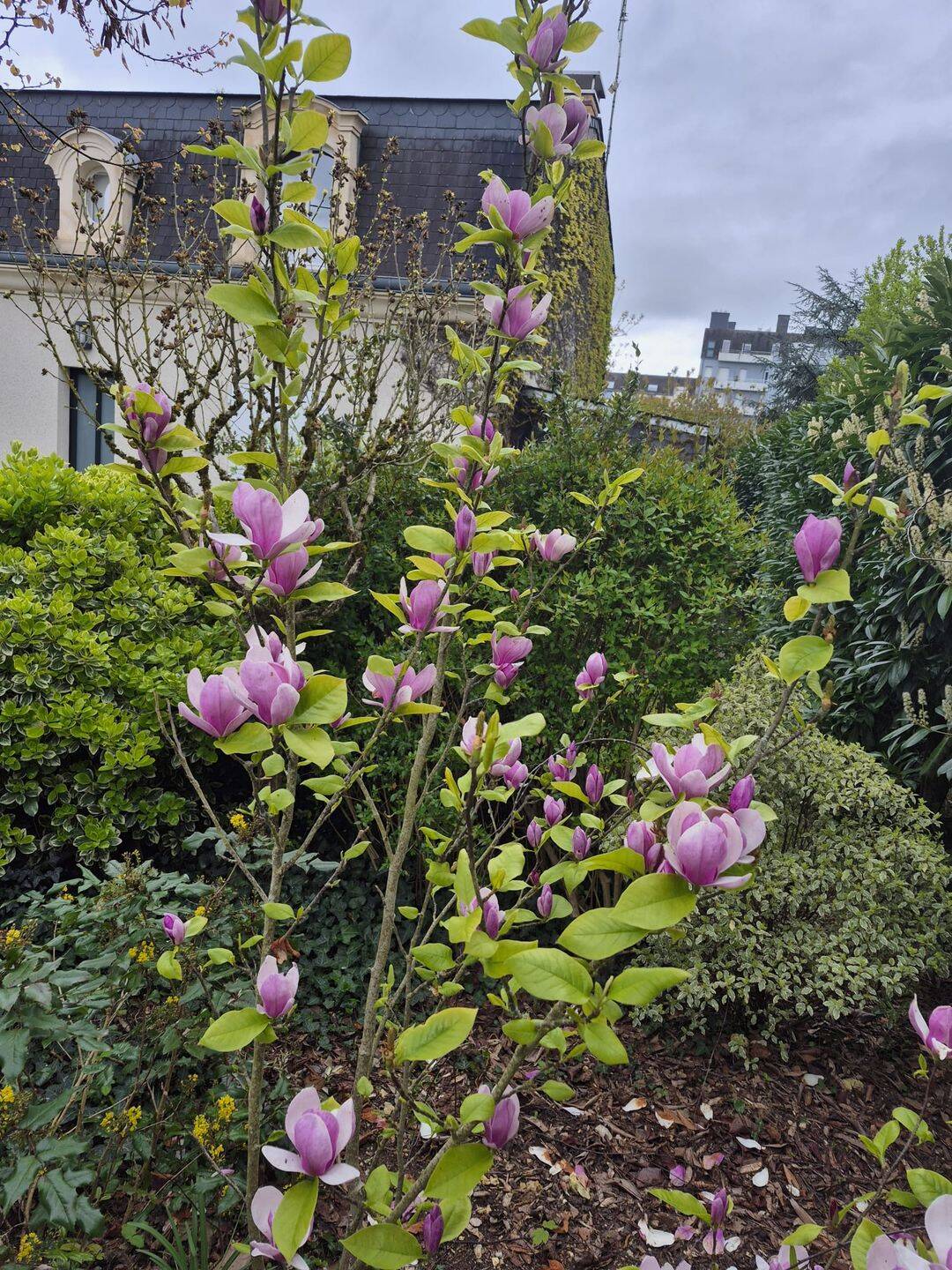 Maison 6 pièces 191 m² · à Joué-lès-Tours · 191 m² · 532 500 €