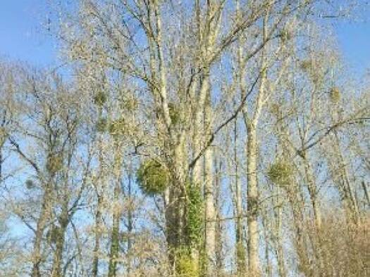 Propriété de loisirs à vendre 15 000 € 5 805 m² de terrain Jublains 53160