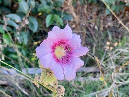 Terrain à vendre 31 600 € 1 440 m² de terrain Le Gué-de-Velluire 85770