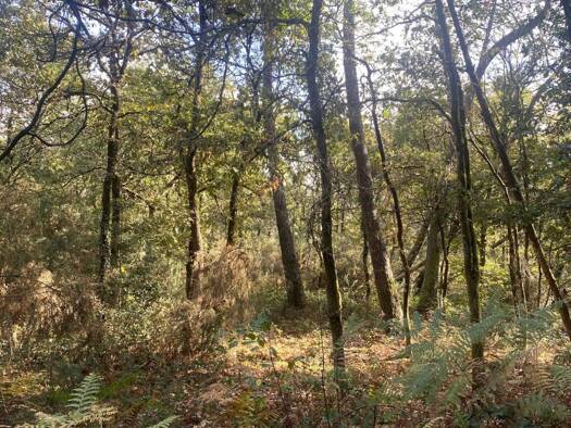 Terrain à vendre 11 900 € 2 890 m² de terrain Langon 35660