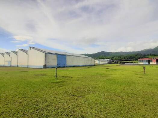 Entrepôt à louer 5 € 10 000 m² d'espace de stockage Le Morne-Rouge 97260