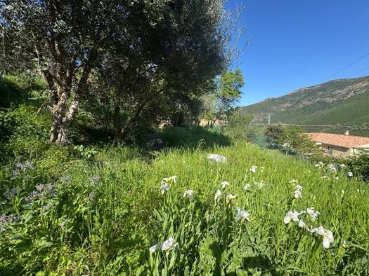 Terrain constructible viabilisé à vendre 128 000 € 623 m² de terrain Occhiatana 20226