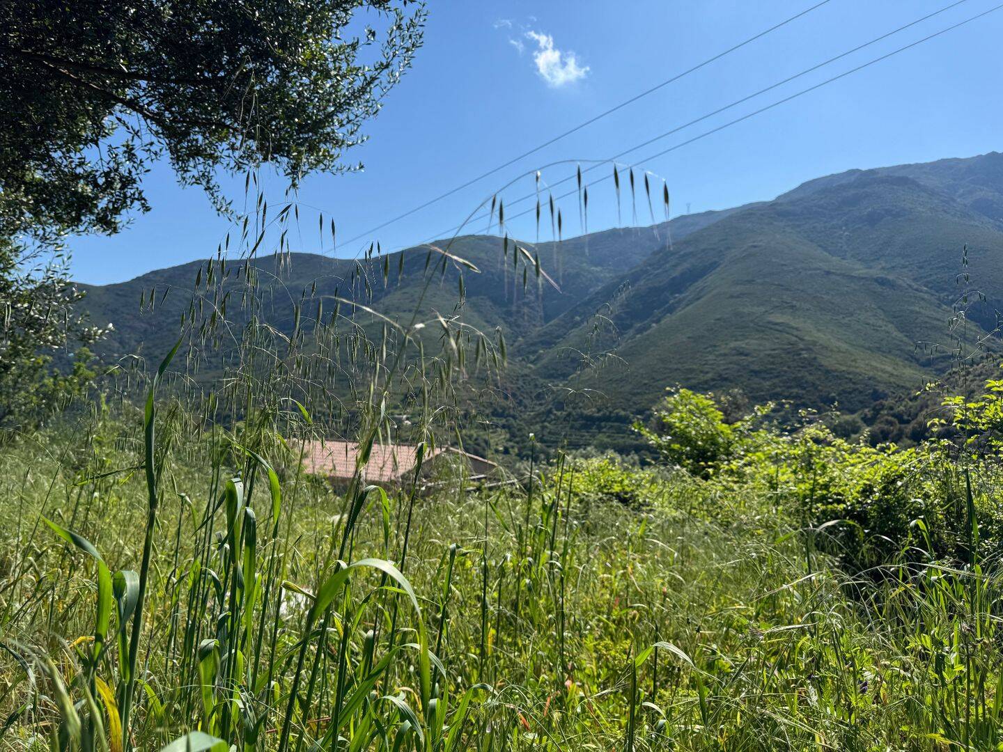 Terrain de 623 m² à Occhiatana - photo 2