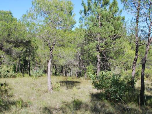 Terrain constructible viabilisé à vendre 126 000 € 946 m² de terrain Salernes 83690