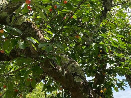 Maison à vendre 168 000 € 5 pièces 4 chambres 96 m² 1 240 m² de terrain Argagnon 64300