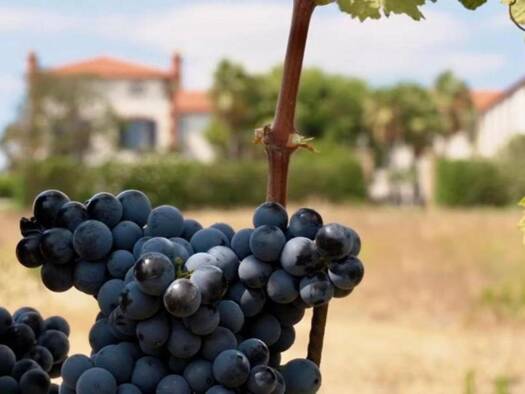 Château à vendre 5 200 000 € 20 pièces 5 chambres 1 497 m² 44 000 m² de terrain Est Cabestany 66330