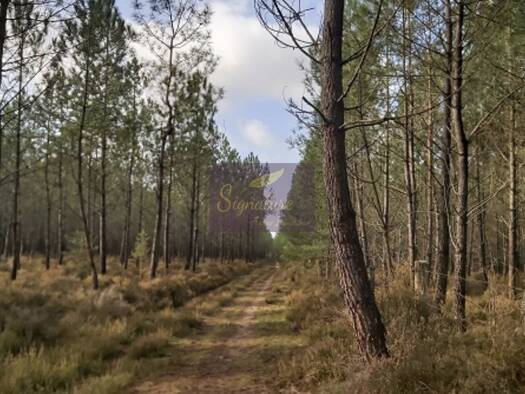 Terrain à vendre 6 980 € 2 619 m² de terrain Parigné-l'Évêque 72250