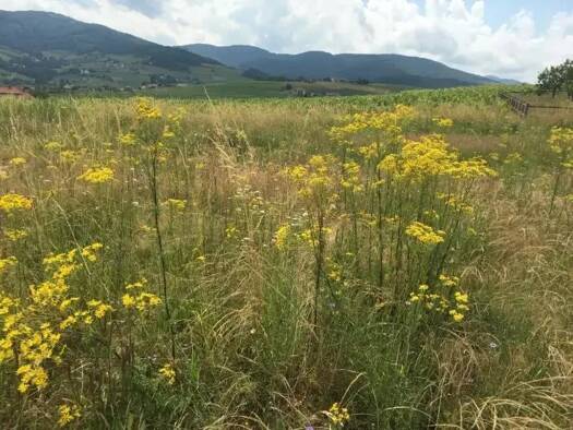 Terrain constructible viabilisé à vendre 95 000 € 500 m² de terrain Saint-Lager 69220