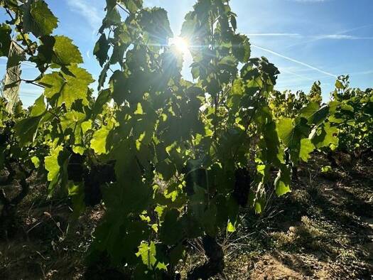 Local commercial à vendre 19 000 € 1 990 m² de surface de vente Romanèche-Thorins 71570