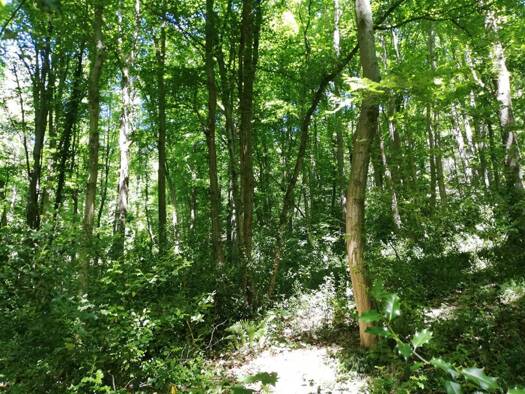 Terrain à vendre 85 000 € 8 000 m² de terrain Dampierre-en-Yvelines 78720